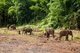 Thailand: Patara Elephant Farm, Chiang Mai Province