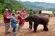 Thailand: A baby elephant makes friends, Patara Elephant Farm, Chiang Mai Province