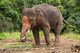 The Asian or Asiatic Elephant (Elephas maximus) is the only living species of the genus Elephas and is distributed throughout the Subcontinent and Southeast Asia from India in the west to Borneo in the east. Asian elephants are the largest living land animal in Asia. There are around 2,600 elephants living in Thailand, with the majority being domesticated.