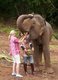 Thailand: A visitor feeds her new friend, Patara Elephant Farm, Chiang Mai Province
