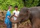 Thailand: A visitor feeds his new friend, Patara Elephant Farm, Chiang Mai Province